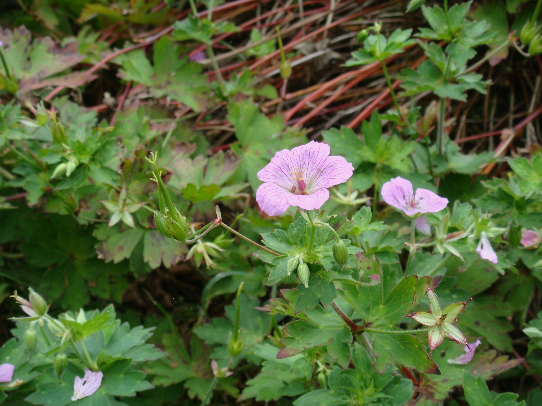 Geranium shikokianum Matsumura